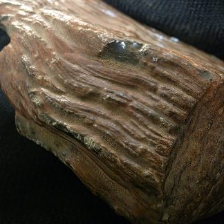 Australian Petrified Wood Ancient Stone