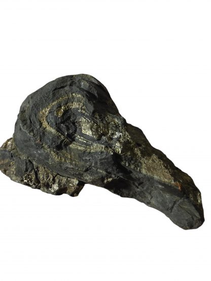 Pyrite Specimen Emu Head ~ A Natural Masterpiece - Image 2