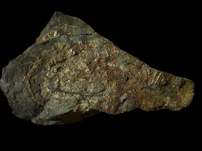 Emu Head Pyrite Specimen